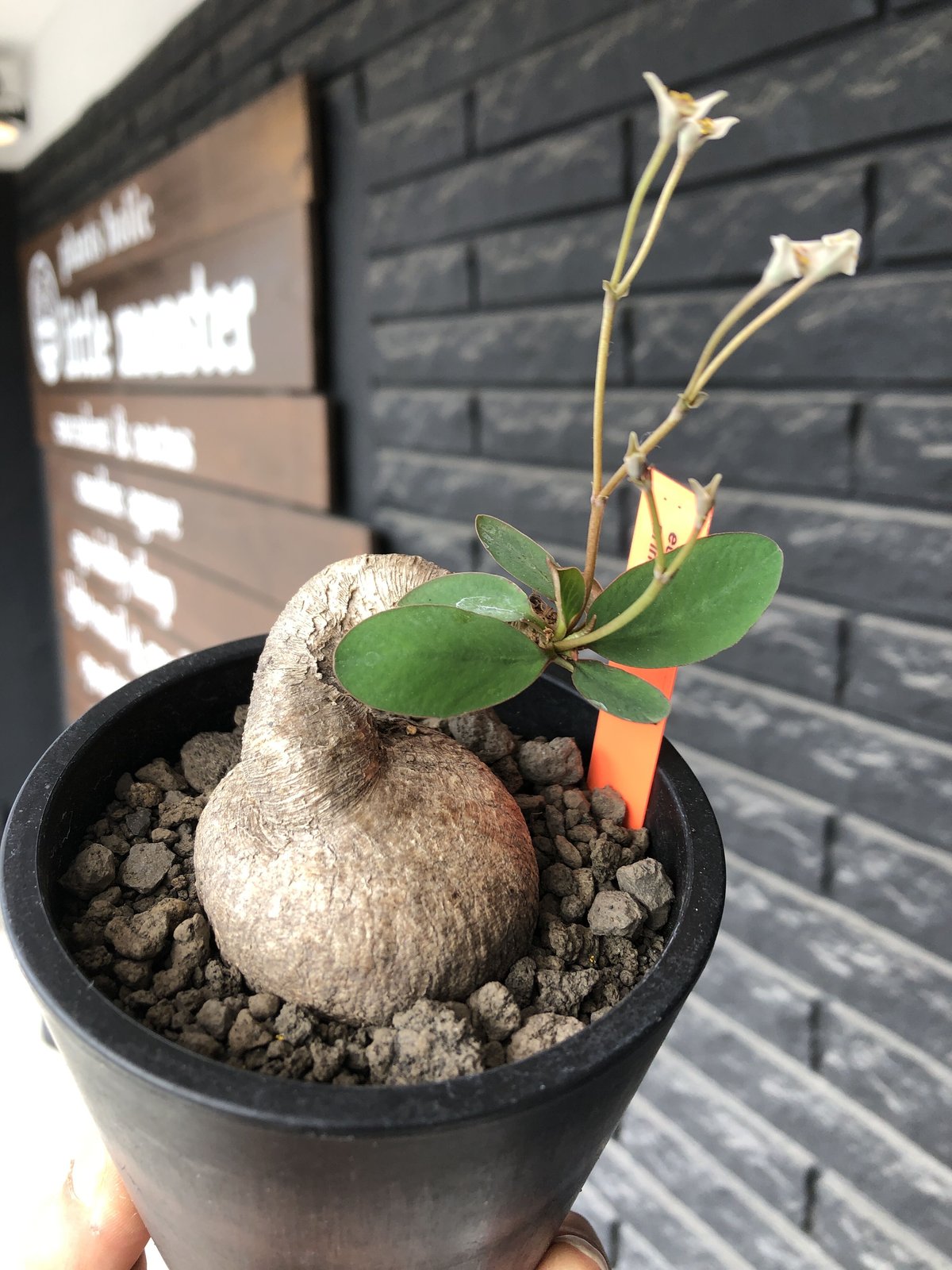 euphorbia primulifolia《大きめM size》※現地球発根後店主国内管理4