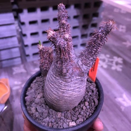 packypodium  gracilius《大きめS  size》W-he'd株※現地球発根済み株‼︎※ぼってり樹形の上、二分頭balance良きグラキ※mad black bowl pot植え