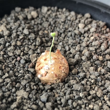 othonna  cacalioides《S size》激希少‼︎現地球株※発根後店主国内管理2年株※実生株の流通の中、小振りでも大変レアものな一株※mad black pot植え