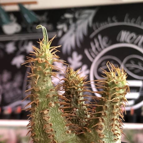 pachypodium gracilius《大きめS size》希少‼︎green肌※現地球発根済株※店主国内管理2年株※ボコボコ立体樹形でwild感強きgreen肌※mad black pot植え
