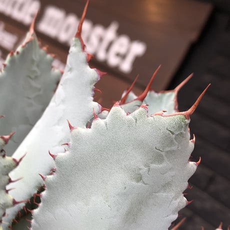 agave guadalajalana《L size》※現地球株発根済※大きめ且つ締まり良き美しい選抜株※mad black bowl pot植え