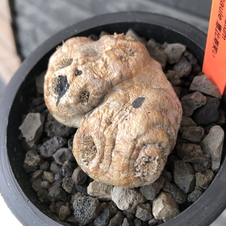 pachypodium  brevicaule恵比寿笑い《大きめS size》※現地球発根後店主国内管理2年株※赤肌激かわサイズでもwildで堪らない‼︎※mad black pot植え