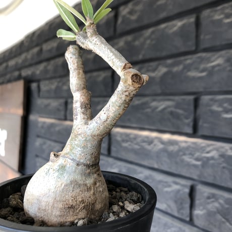 pachypodium gracilius《大きめS size》※現地球発根後店主国内管理3年株※美しい現地焼け肌に球体株元&屈折した捻くれ枝が愛くるしい‼︎※mad black pot植え