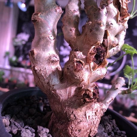 pelargonium   crithmifolium《L size》※塊根部分から芽吹き年々樹形がボコボコと変化しギザギザ葉も可愛い冬型 ※mad black pot植え