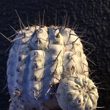copiapoa  cinerea   黒王丸 《L size》