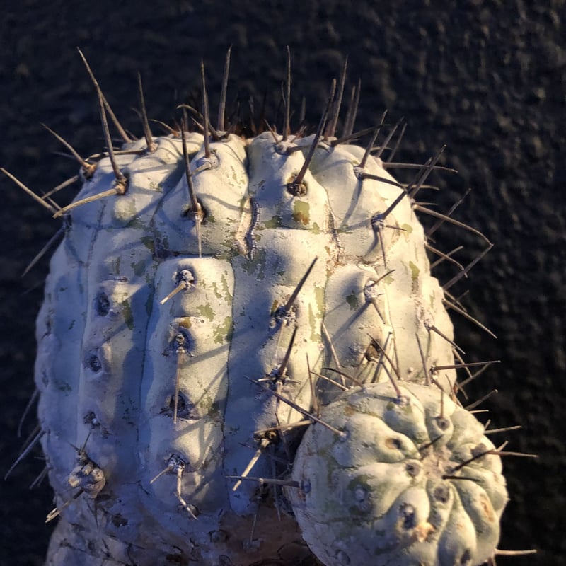 copiapoa cinerea 黒王丸 《L size》 | plants holic