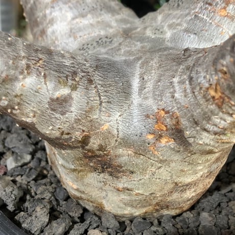 pachypodium enigmaticum《L size》※現地球株発根済※ワイルドな極太枝を持ち良樹形バランスの美しい一株‼︎（white肌）※black bowl pot植え