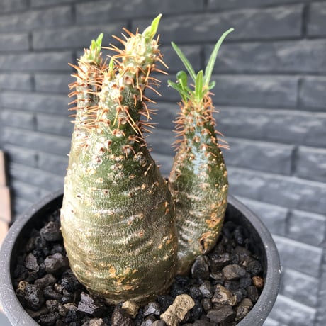 pachypodium  gracilius《M size》希少‼︎ニ頭枝w-he'd＆極green肌株※現地球発根後店主国内管理2年株※極green肌良樹形双頭株※mad black pot植え