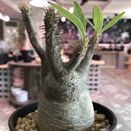 packypodium   gracilius（M size）発根済み株‼︎