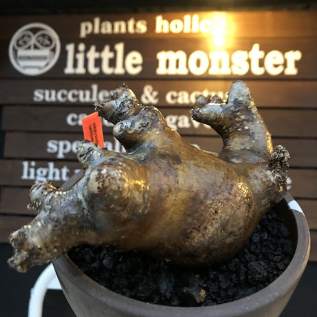 pachypodium  cactipes《L size》赤肌W-he'd株※現地球株発根済※良枝振り＆赤味強き存在感抜群株※mad brown marble bowl pot植え