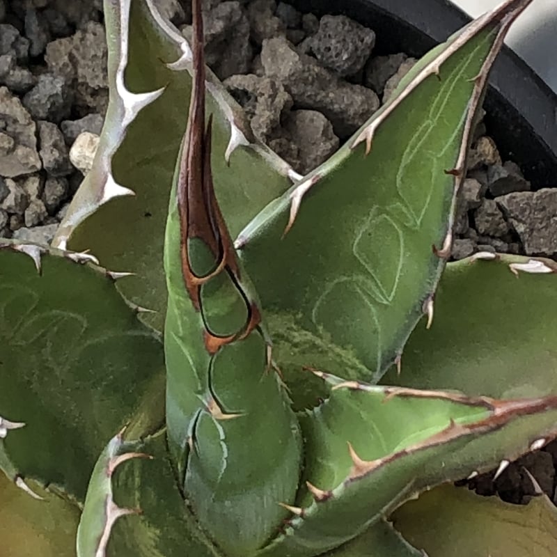 agave montana《M size》選抜株※現地球株発根済※纏まり締まり良き