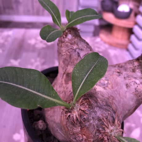 packypodium   roslatum var. eburneum（M size）※現地球発根済み株※店主管理4年株‼︎※大変可愛いブラウン肌且つ縦横同size株※mad black pot植え