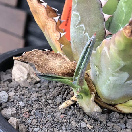 agave montana《大きめM size》※子株有り選抜株※現地球発根後店主国内管理3年株※纏まり締まり良きワイルド感満載で男前な出立ちが堪らない‼︎※mad black bowl pot植え