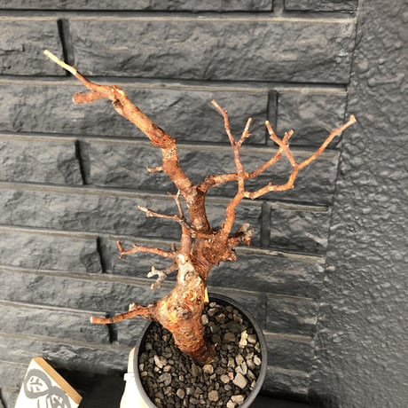 commiphora   monstrosa《 M  size》※現地球発根済み株！落葉後剪定済み‼︎※小振り丈の良きサイズ感‼︎上品な出立ちのモンスト‼︎※mad black pot植え