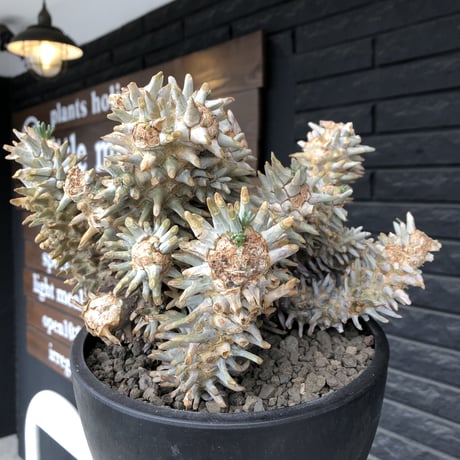 tylecodon wallichii（LL size）※現地球発根済※発根後店主国内管理8年株※ヤバい程の枝振り‼︎weight極めて低い良樹形驚愕ワリチー※mad black bowl pot植え