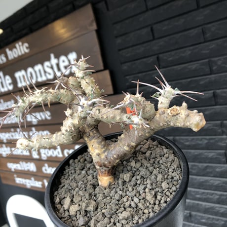 美形特大選抜サルコカウロンクラシカウレ塊根コーデックス