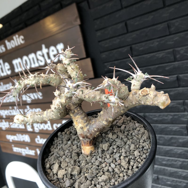 sarcocaulon crassicaule《L size》※現地球発根済株※店主国内管理4