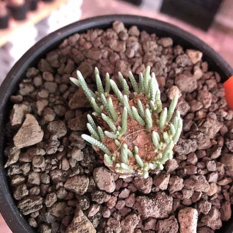 avonia   alstonii《M size》※しっかりとした塊根を持ち冬型らしいかわいい多肉質の葉と開花が魅力な冬の人気者‼︎※ mad black bowl pot植え