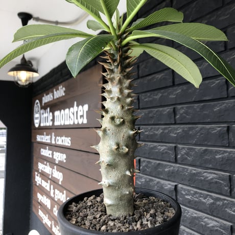 pachypodium  baronii《LL size》※激希少‼︎現地球発根後店主国内管理9年株※激極太幹を持ちどっしり構えの男前‼︎太いstuds棘が堪らない※mad black pot植え