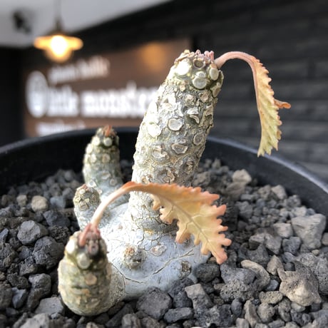 希少‼︎dorstenia  horwoodii《大きめM size》※現地球株発根済※極白肌&weight低きぼってり株元に良枝振りが堪らない※black bowl pot植え