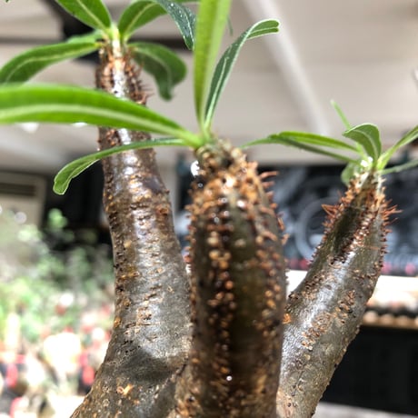 pachypodium gracilius《大きめM size》※現地球株発根済※うっすらgreen肌と生き様感じる株元の傷みも味深く整った樹形の一株‼︎※black pot植え