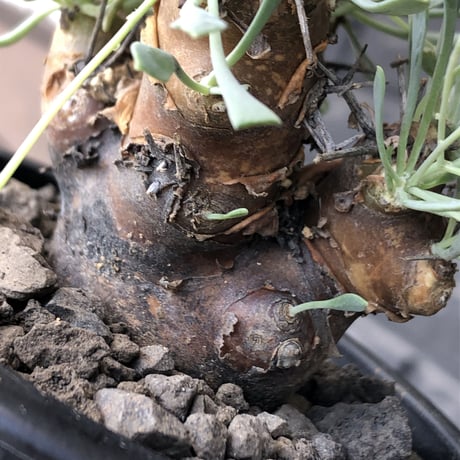 othonna  euphorbioides《M size》※現地球発根後店主国内管理3年株※株元は太く綺麗目肌の持ち主‼︎※mad black pot植え