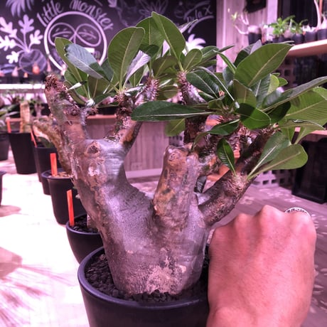 packypodium   enigmaticum《L size》※発根済み株‼︎ ※mad  black  pot植え ※エニグマらしい 肌‼︎質感‼︎  silver &gold肌