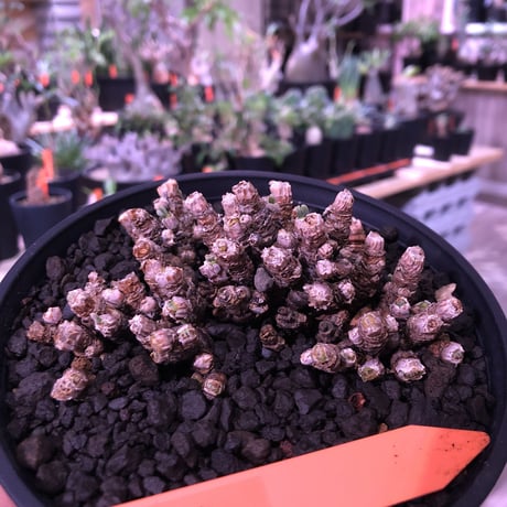 monilaria   pisiformis《S  size》※モニラリア属　最上位種　激希少群生株 ※冬型caudex‼︎   ※浅鉢植え