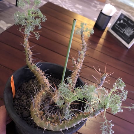sarcocaulon  herrei《 L L size》