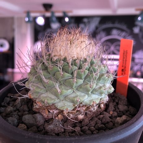 strombocactus 菊水《大きめL size》※希少‼︎現地球発根済株※実生菊水でなく希少高さ現地球株の上、更に大きく成長するtypeのbig菊水‼︎※mad black bowl pot植え