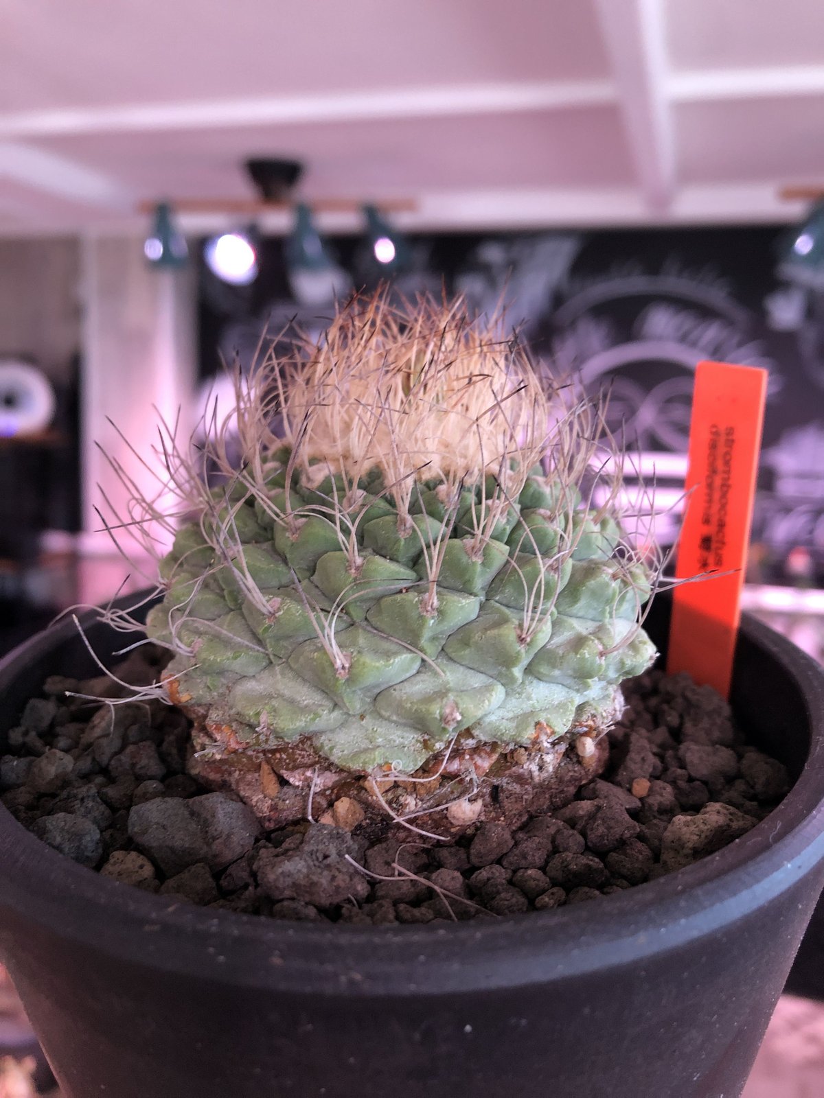 菊水 大型タイプ 実生 扁平 (親株約15cm) 鉢植えメルカリ便送料込み 菊水 (大型タイプ)実生 鉢植えメルカリ便送料込み 菊水 大型