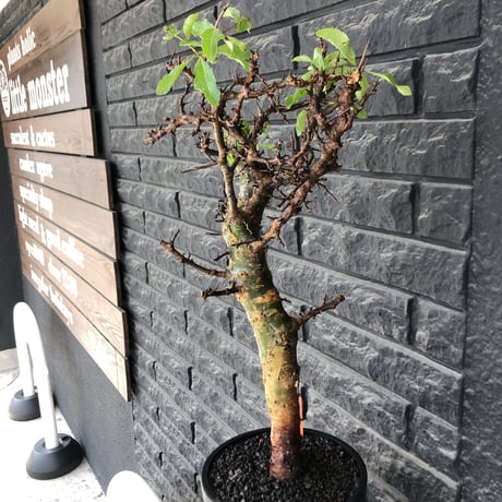 commiphora eminii《大きめLL size》※現地球発根後店主国内管理4年株※幹枝共太く‼︎大きくwildな全貌‼︎棘感&枝振り堪らない佇まい※mad black bowl pot植え