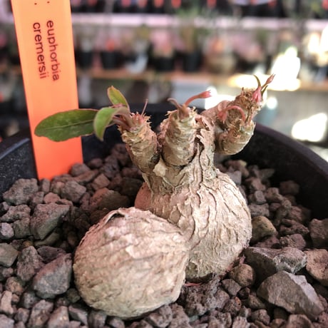 euphorbia cremersii《 L size》W-he'd株※可愛すぎるぽっこり塊根&葉の表裏がcolor違いのcontrast‼︎mad質で渋カッコ良い一株※mad black pot植え