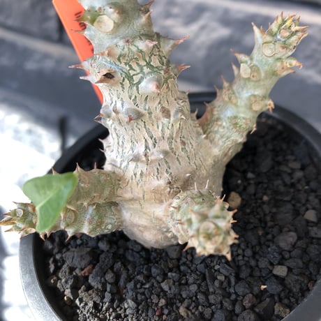pachypodium windsorii《M size》※選抜littmon seed🌱※weight低き極ぼってり株元&枝振りも◎良樹形※mad black pot植え