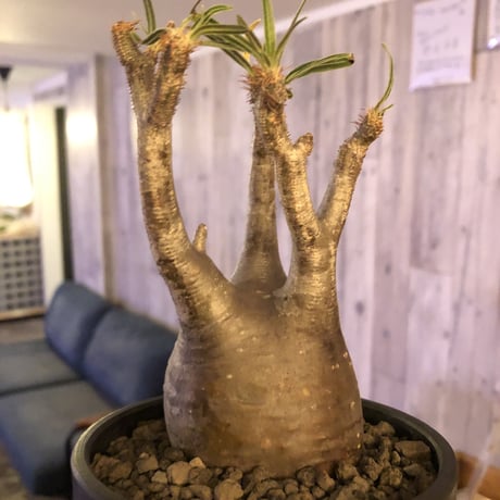 packypodium  gracilius《小さめM size》※現地球発根済株※店主国内管理3年株※compactなサイズ感のかわいいグラキ‼︎※mad black bowl pot植え