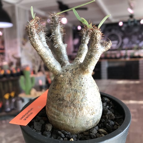 pachypodium  gracilius《S size》特化したピンクベージュ肌※現地球発根済株※店主国内管理2年株※ぼつてり樹形に枝振りよく何よりカラーも堪らない※mad black pot植え
