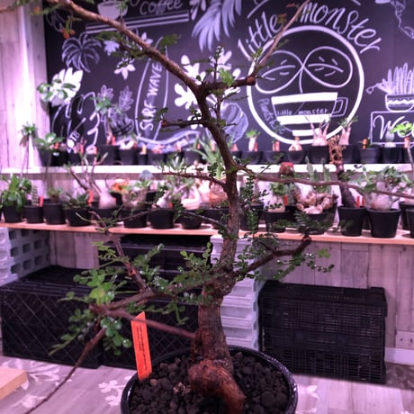 opercullicarya  packypus  littmon  seed🌱 《13年目株》※幹も太く表皮のボコボコも強く出た当店作り込み長き丈の締まったパキプス※mad black pot植え