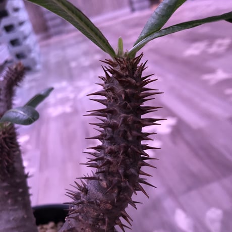 packypodium  roslatum  var.horombense《L L size》※発根済み株
