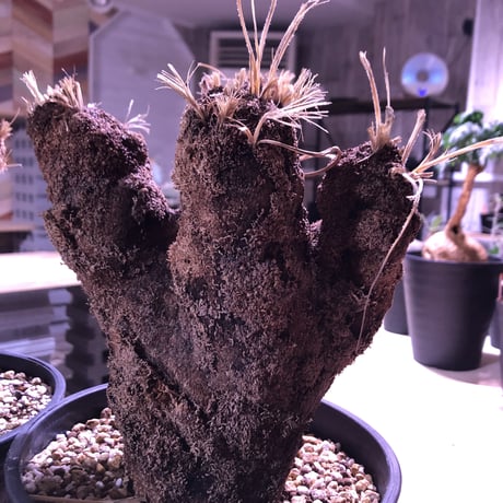 xerophyta   trichophylla《L L size》
