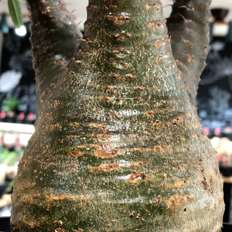 pachypodium gracilius《L size》※現地球株発根済※大きめで全方位A面