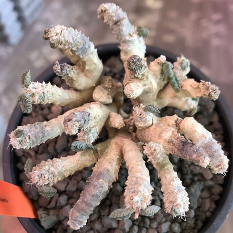 euphorbia suzannae marnierae《M size》激希少‼︎※オフホワイト肌の美しすぎる奇跡のロゼット株‼︎※mad black bowl pot植え