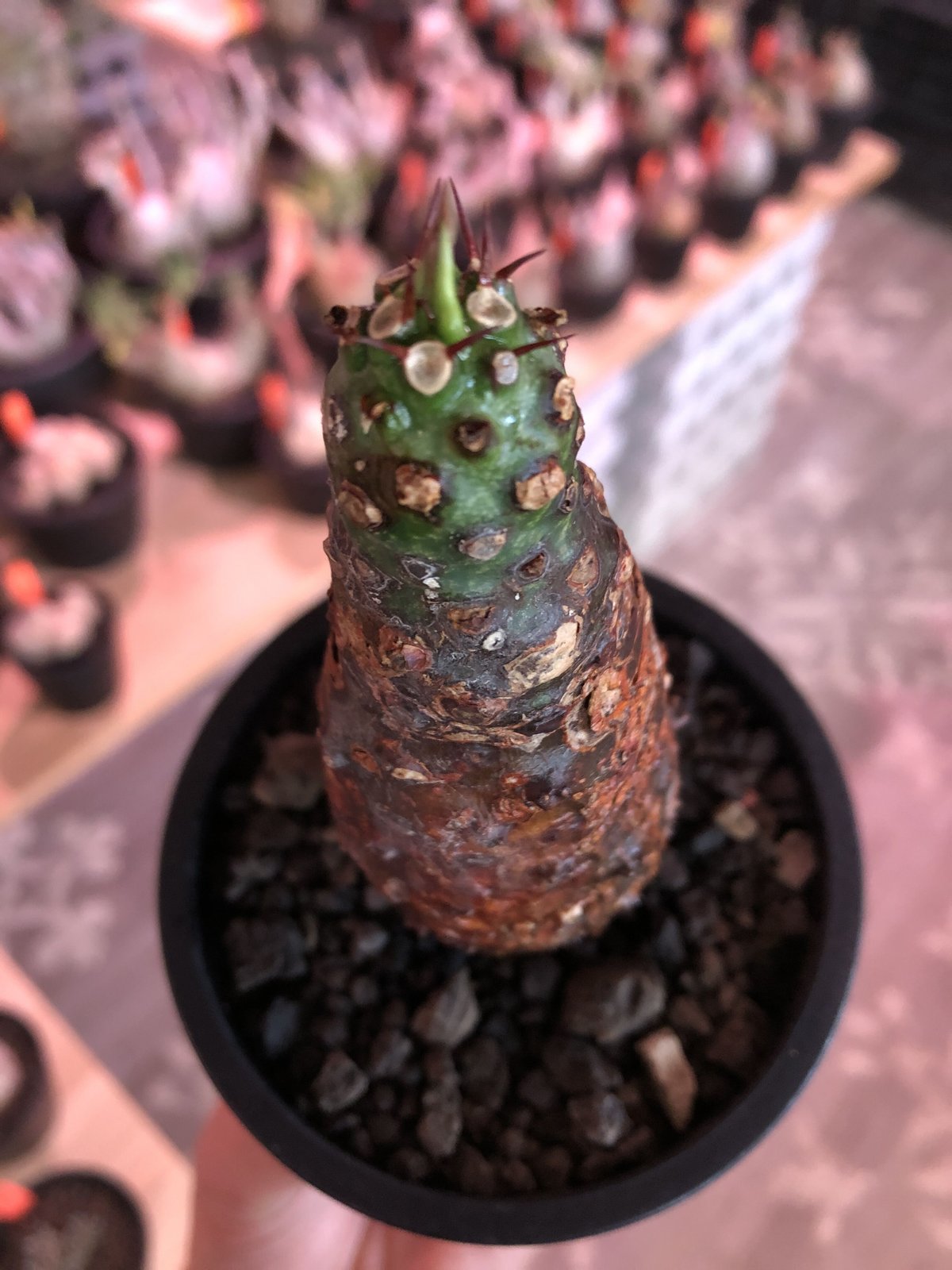 パキポディオイデス　現地球　発根済み euphorbia pachypodioides《M size 》※現地球発根後店主国内管理
