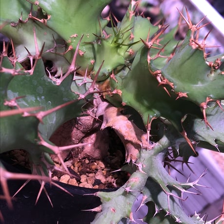 euphorbia    tortirama《L size》