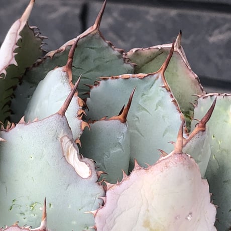 agave guadalajalana《大きめM size》※現地球発根後店主国内管理3年株※極締まり良き美しすぎるボール樹形の選抜株※mad black bowl pot植え