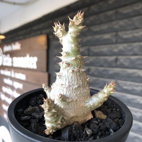 pachypodium windsorii《M size》※選抜littmon seed🌱※weight低き極ぼってり株元&枝振りも◎良樹形※mad black pot植え
