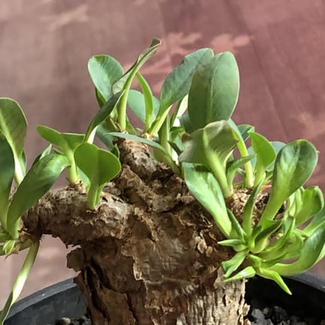 euphorbia  itremensis 《M size》※現地球発根済株※店主国内管理3年株※個体ごと樹形が違う成長過程も楽しめ木質の表皮も魅力な堪らない人気者※mad black pot植え