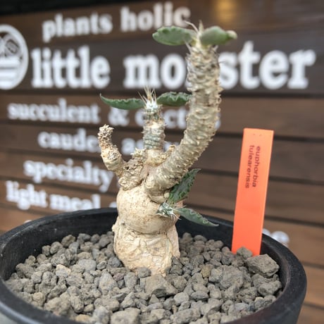 euphorbia tulearensis《 M size》※現地球発根後店主国内管理3年株※驚愕‼︎希少性激高塊根ユーフォルビア‼︎balance良き一株※mad black pot植え