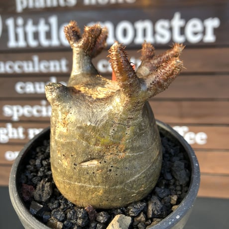 pachypodium  gracilius《小さめM size》極短枝＆現地焼け株※現地球発根済株※店主国内管理2年株※大変ぼってり樹形且つ枝振りも良き一株※mad black pot植え