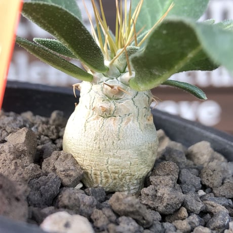 pachypodium  namaquanum 光堂《S size》littmon seed🌱※希少‼︎威勢よく葉も展開中‼︎しっかり育てたかわいい奴※mad black pot植え