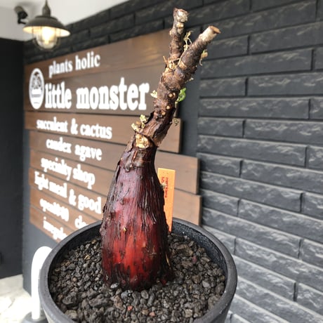 mestoklema  tuberosum《M size》※現地球発根後店主国内管理3年株※朽ちくした赤肌に丸み強き株元なかわいい樹形‼︎冬季も動く唯一無二な希少灌木※mad black pot植え